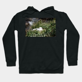 Seagull colony. Hoodie